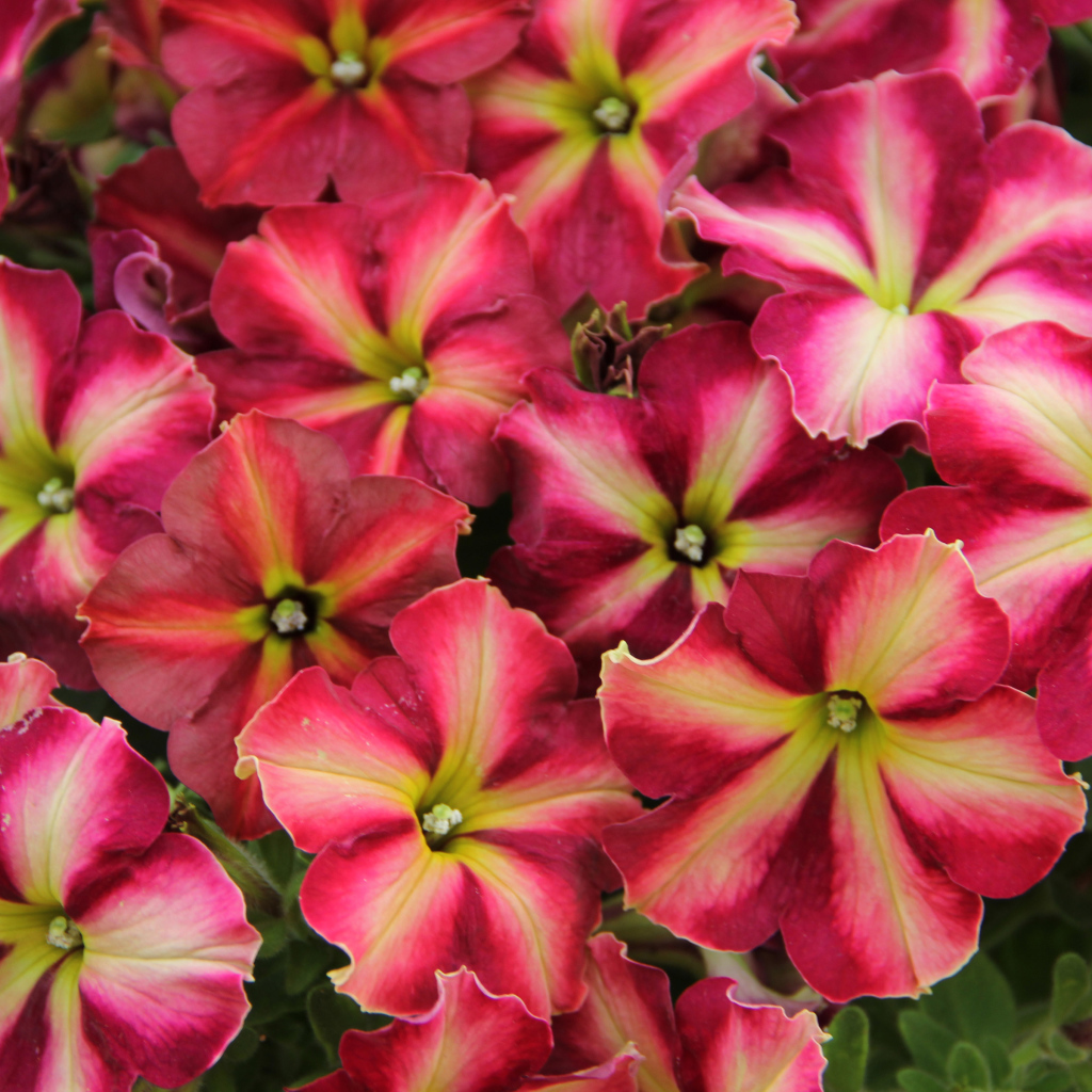 Много красивых розовых цветов петунии 