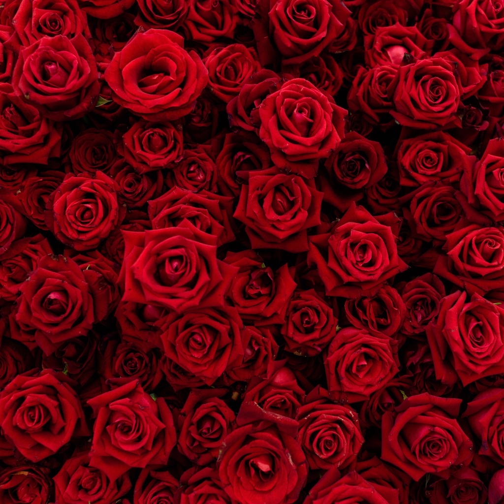 Много красивых красных роз крупным планом