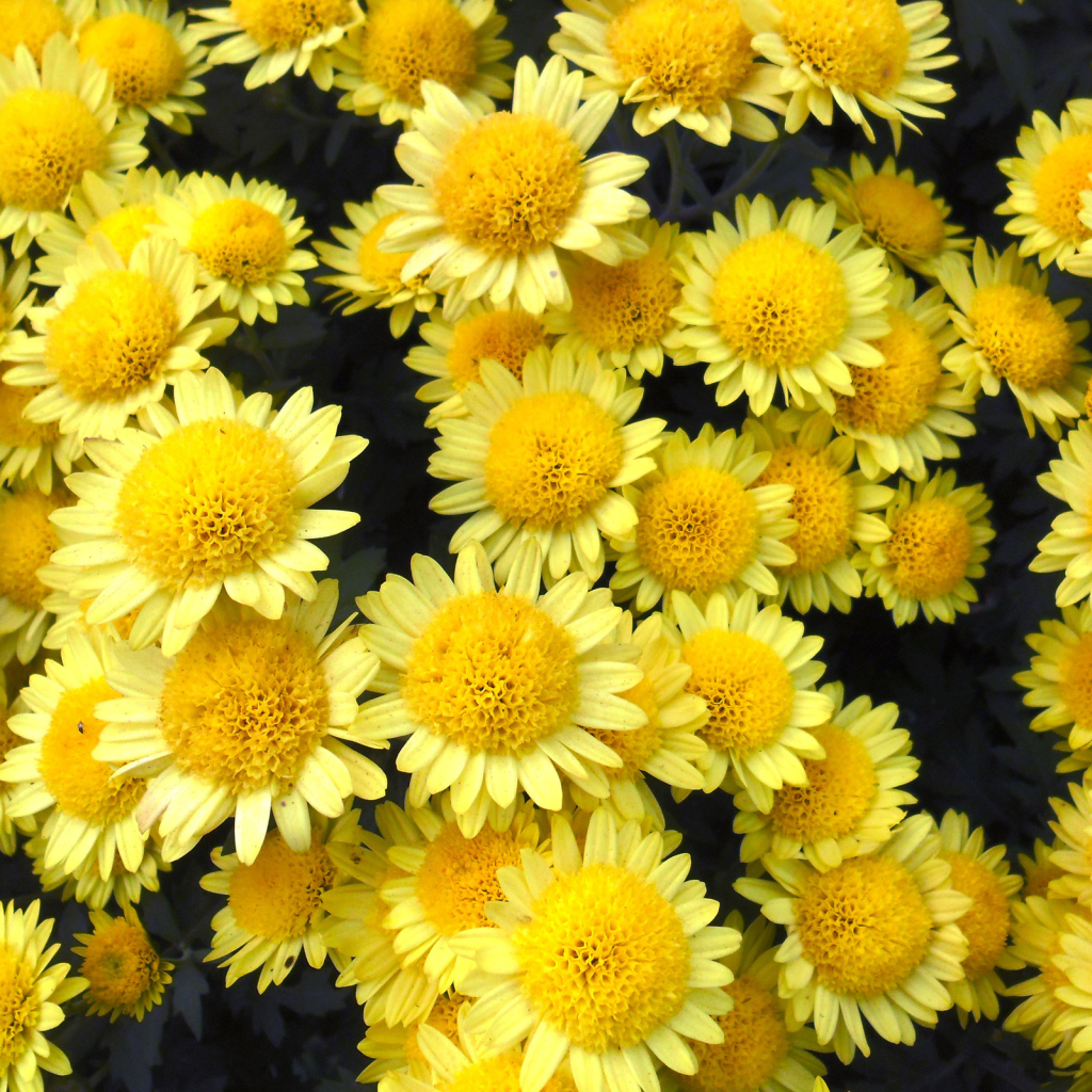 Много красивых желтых хризантем крупным планом