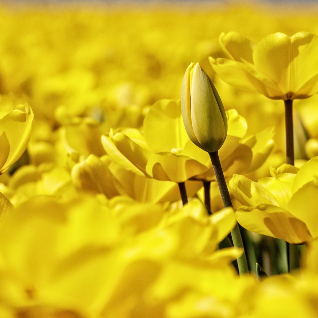 Много красивых желтых тюльпанов крупным планом