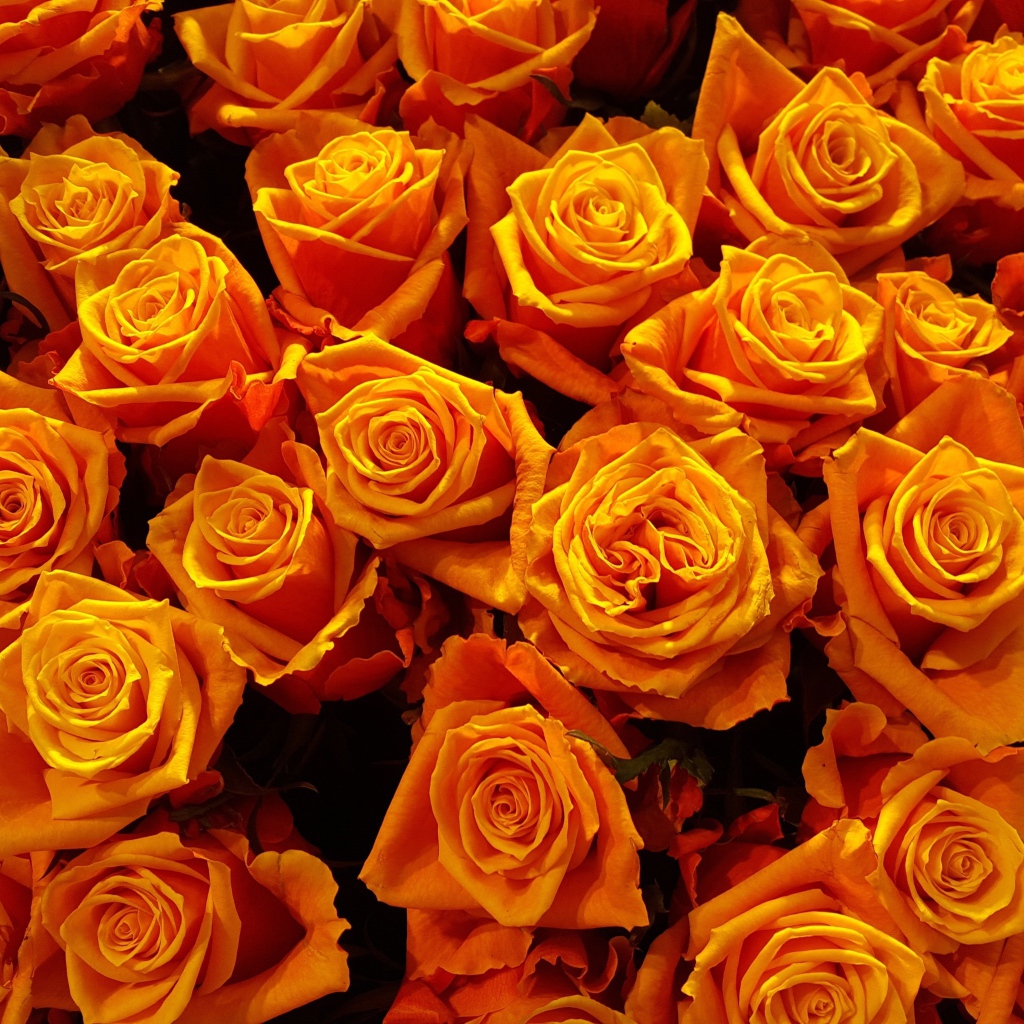 Много оранжевых роз крупным планом