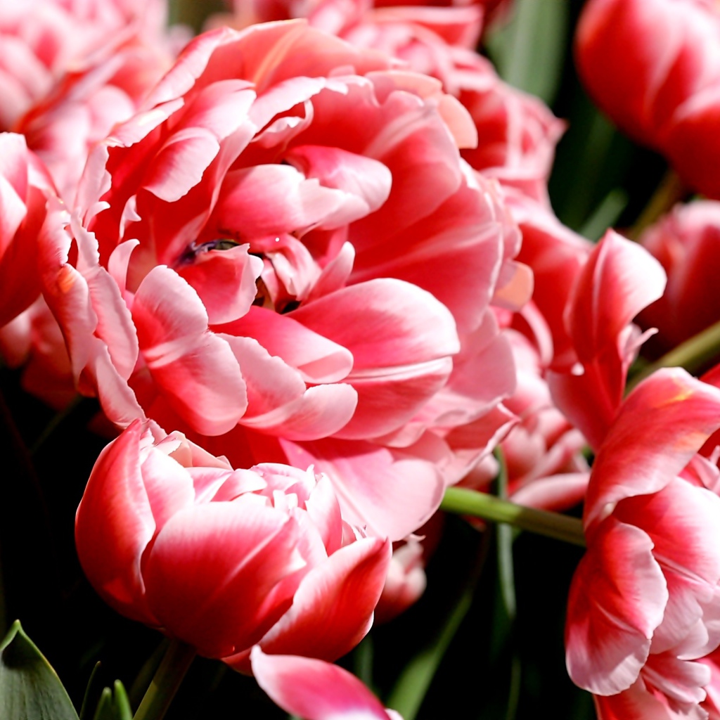 Много розово-белых тюльпанов крупным планом