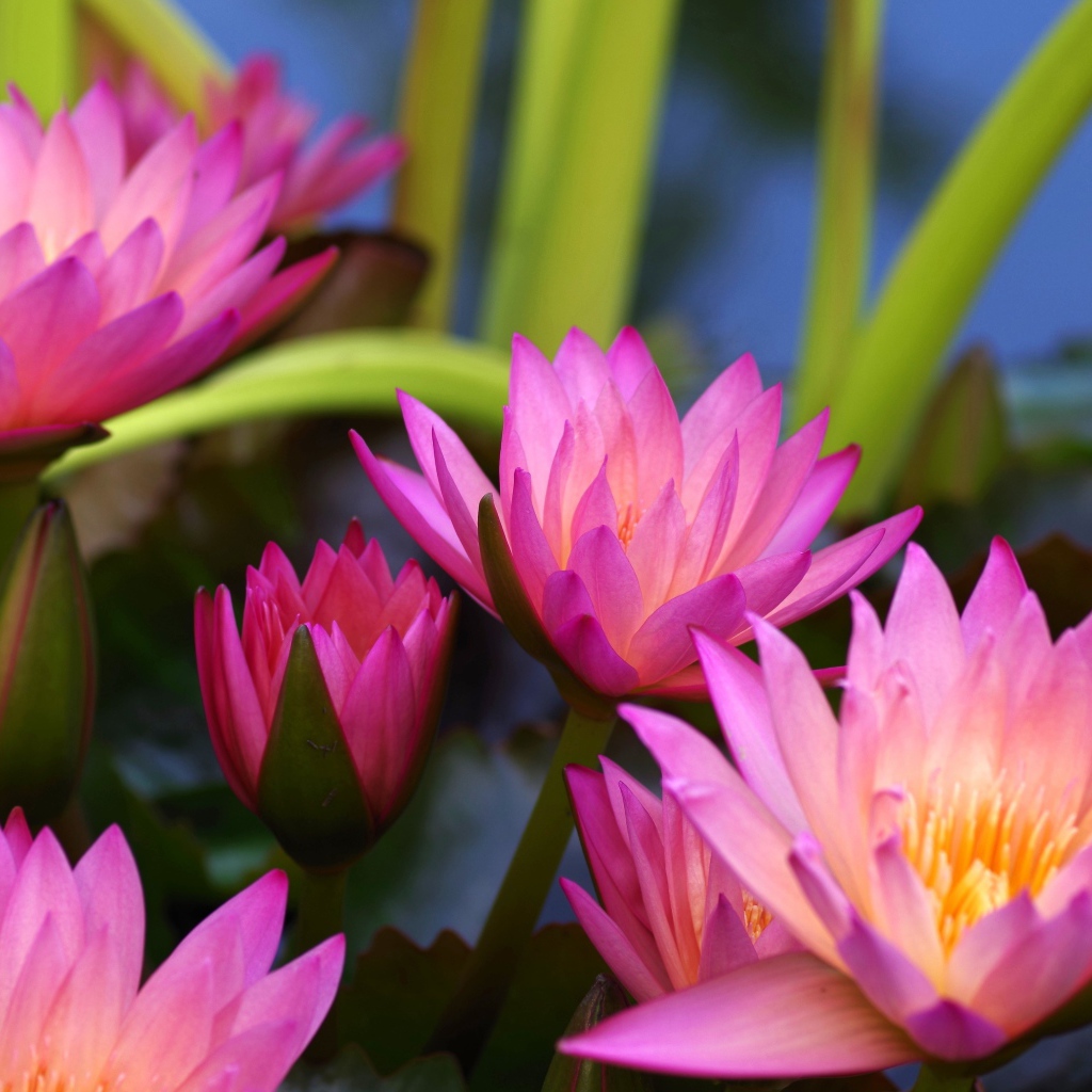 Много розовых цветов лотоса крупным планом