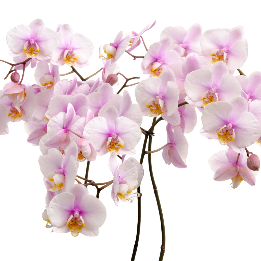 Много розовых цветов орхидеи на белом фоне крупным планом