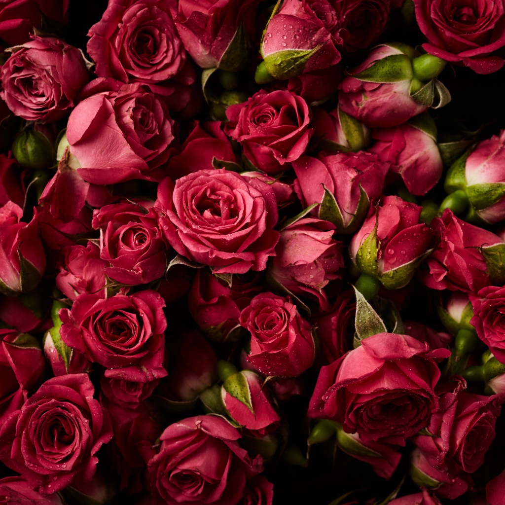 Много сорванных красных роз в каплях росы