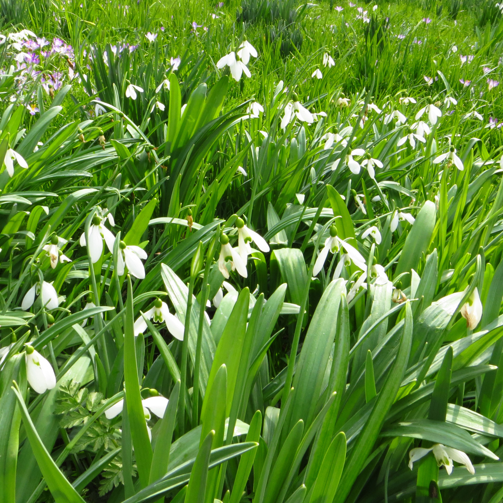 Много белых подснежников с зелеными листьями