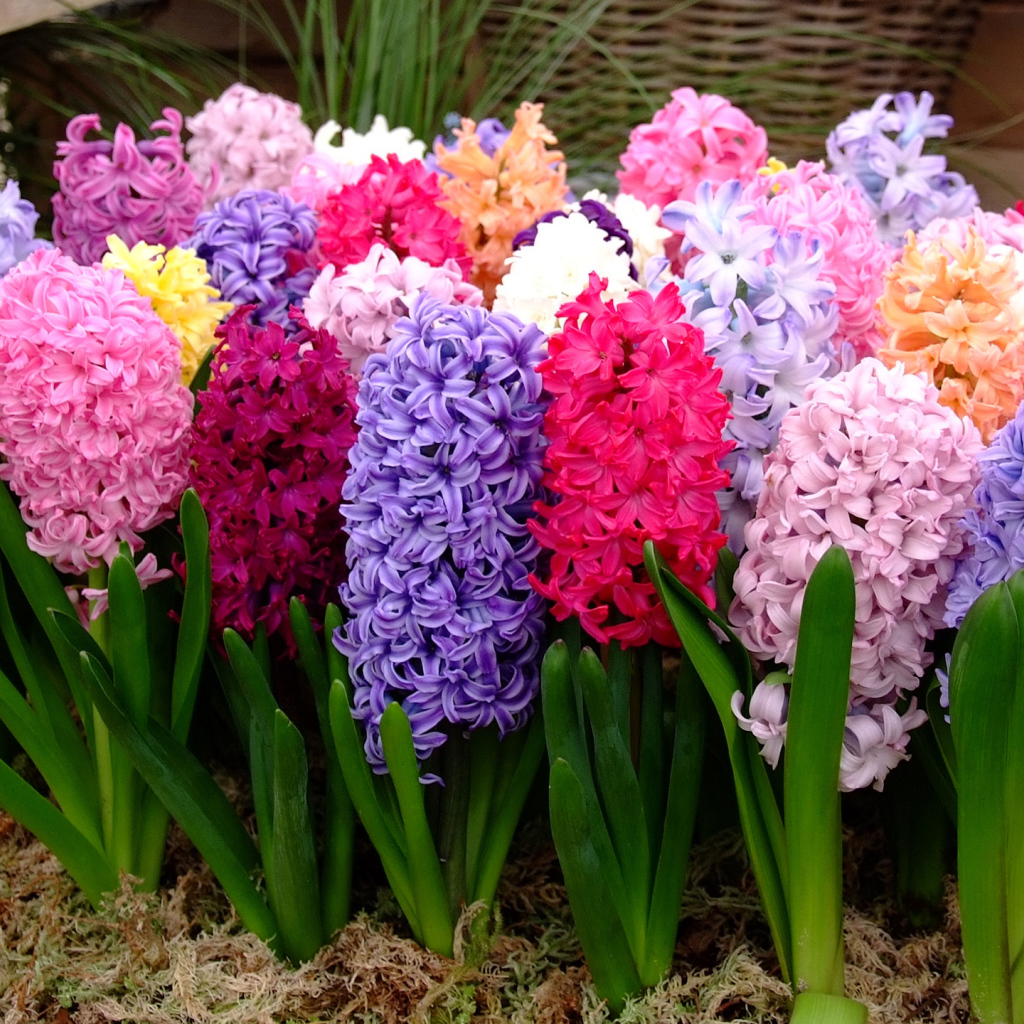 Разноцветные гиацинты крупным планом