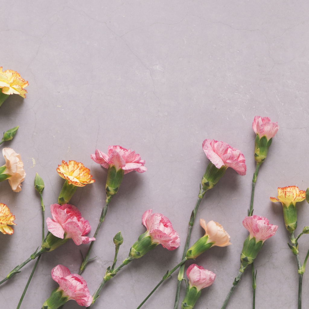 Разноцветные гвоздики на сером фоне