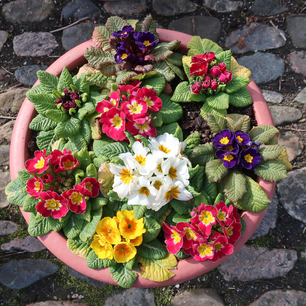 Разноцветные цветы примулы на клумбе