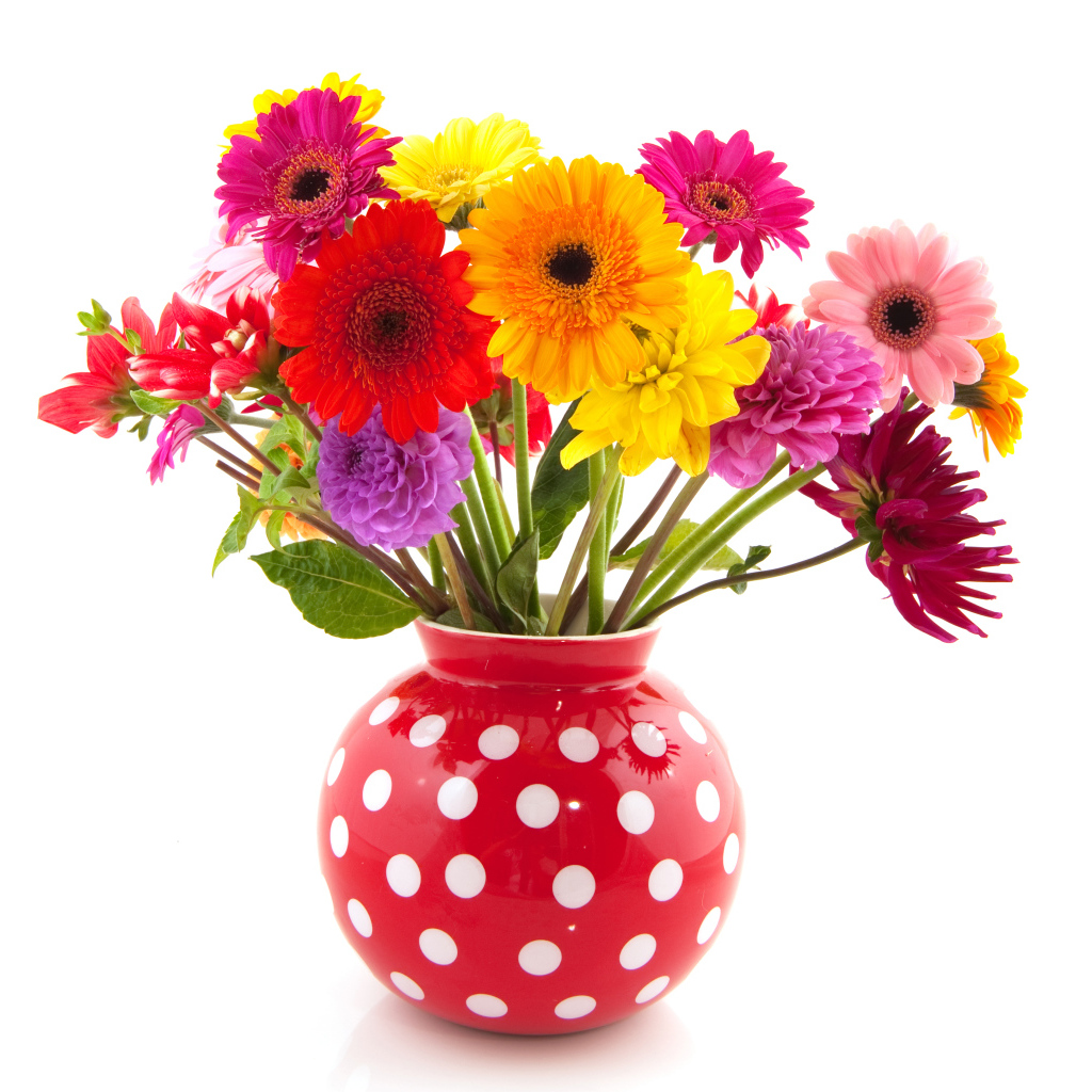 Разноцветные герберы и георгины в вазе на белом фоне