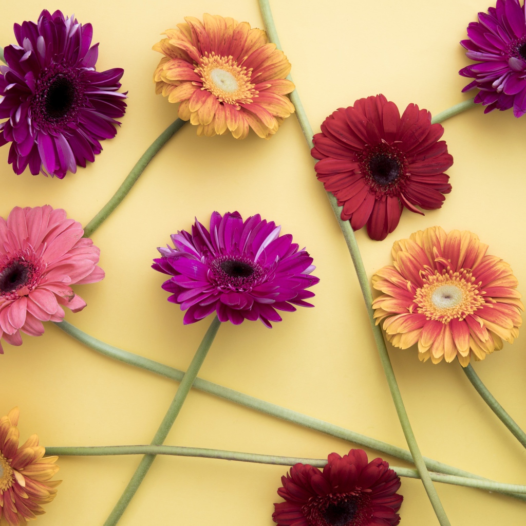 Разноцветные герберы на желтом фоне