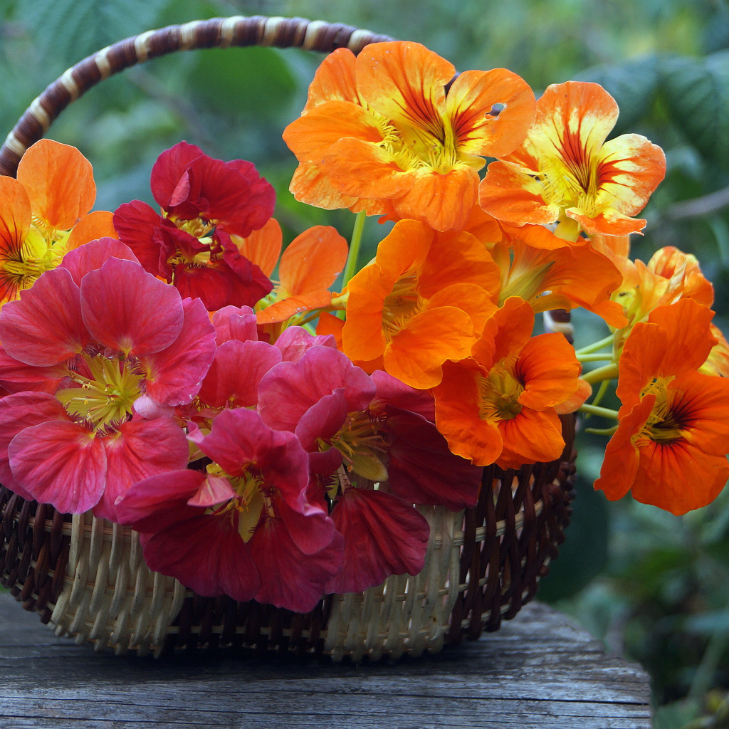 Разноцветные цветы настурция в корзине