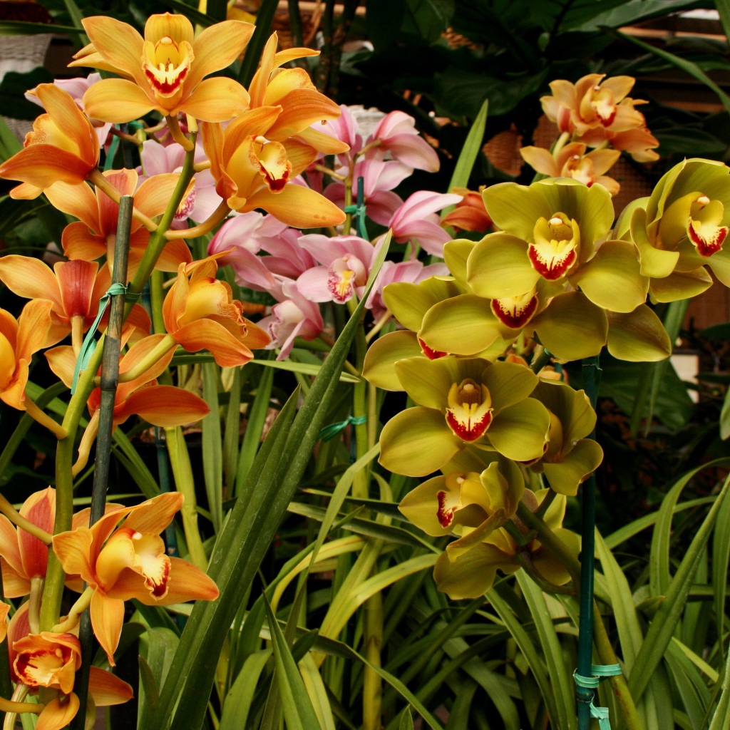 Разноцветные орхидеи в оранжерее