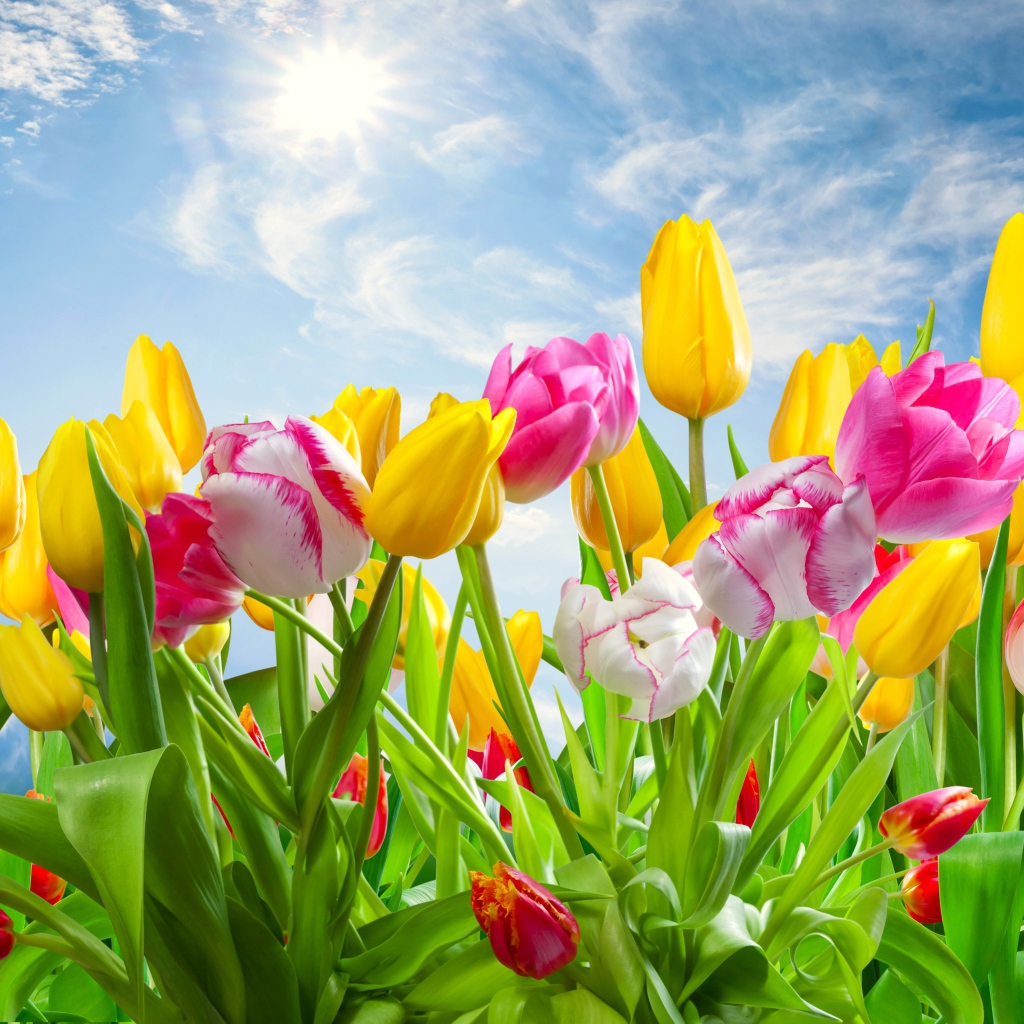 Разноцветные тюльпаны на фоне голубого неба с солнцем