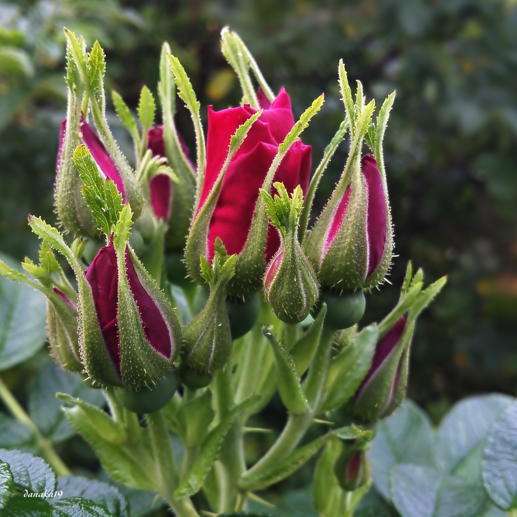 Нераспустившиеся бутоны красной розы вблизи