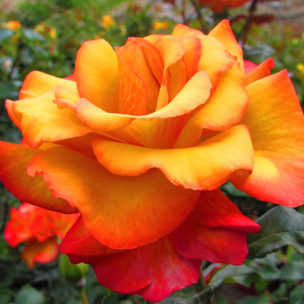 Оранжево - красная роза крупным планом