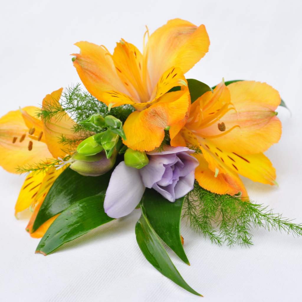 Оранжевые цветы альстромерия на белом фоне