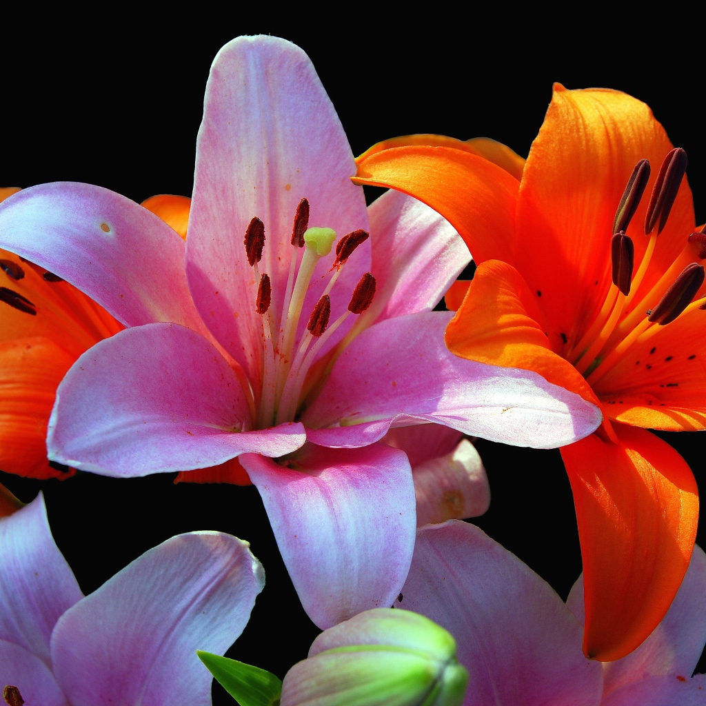 Оранжевые и розовые лилии крупным планом на черном фоне