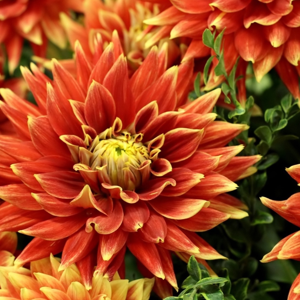 Оранжевые красивые георгины крупным планом 