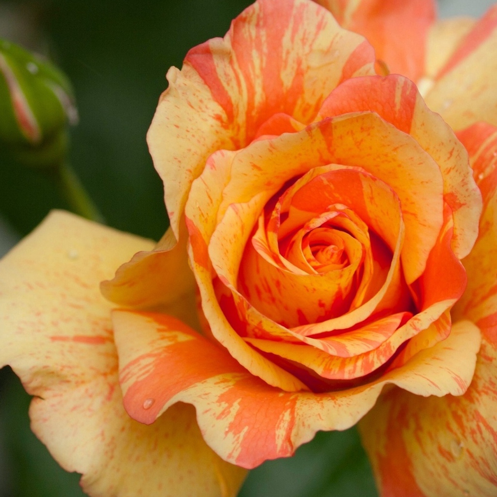 Оранжевая красивая роза с бутоном крупным планом