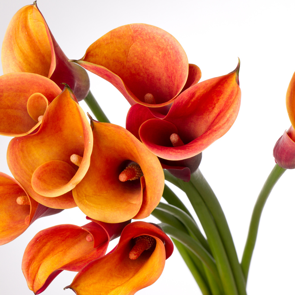 Оранжевые каллы на сером фоне крупным планом