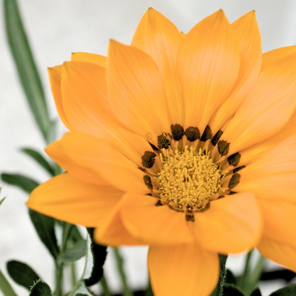 Оранжевый цветок газания с бутоном