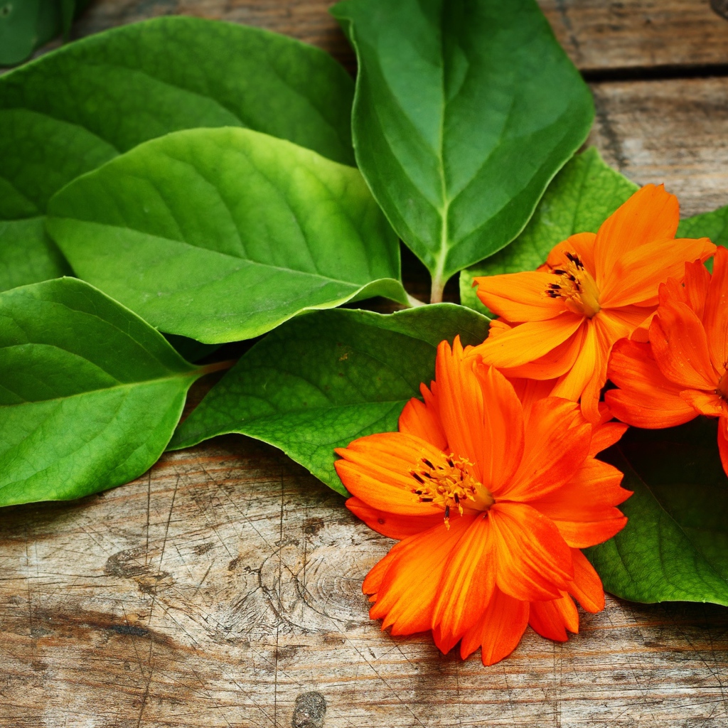 Оранжевые цветы с большими зелеными листьями