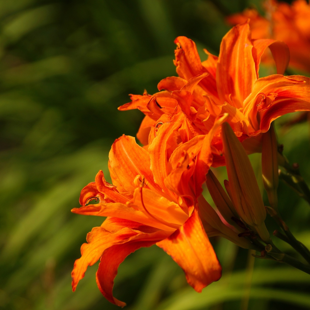 Оранжевые садовые лилии с бутонами