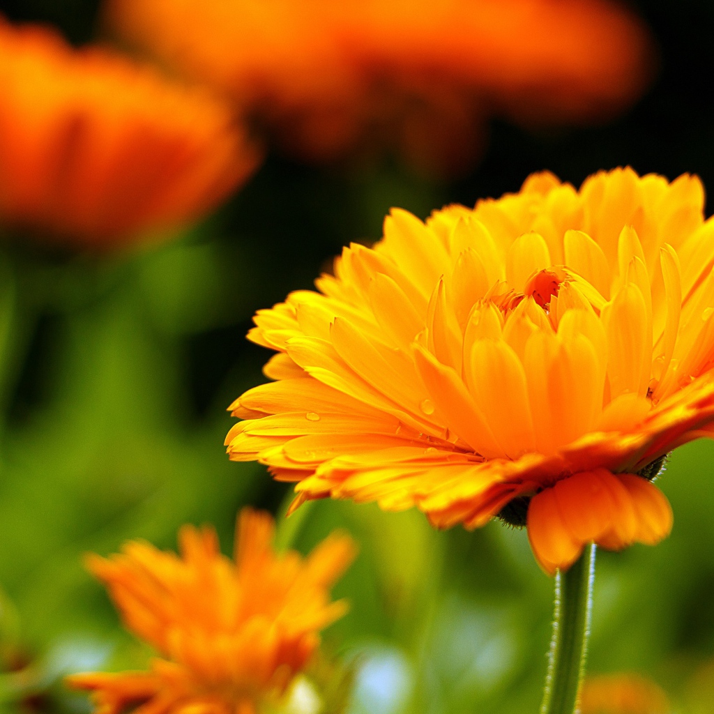 Оранжевый цветок герберы крупным планом