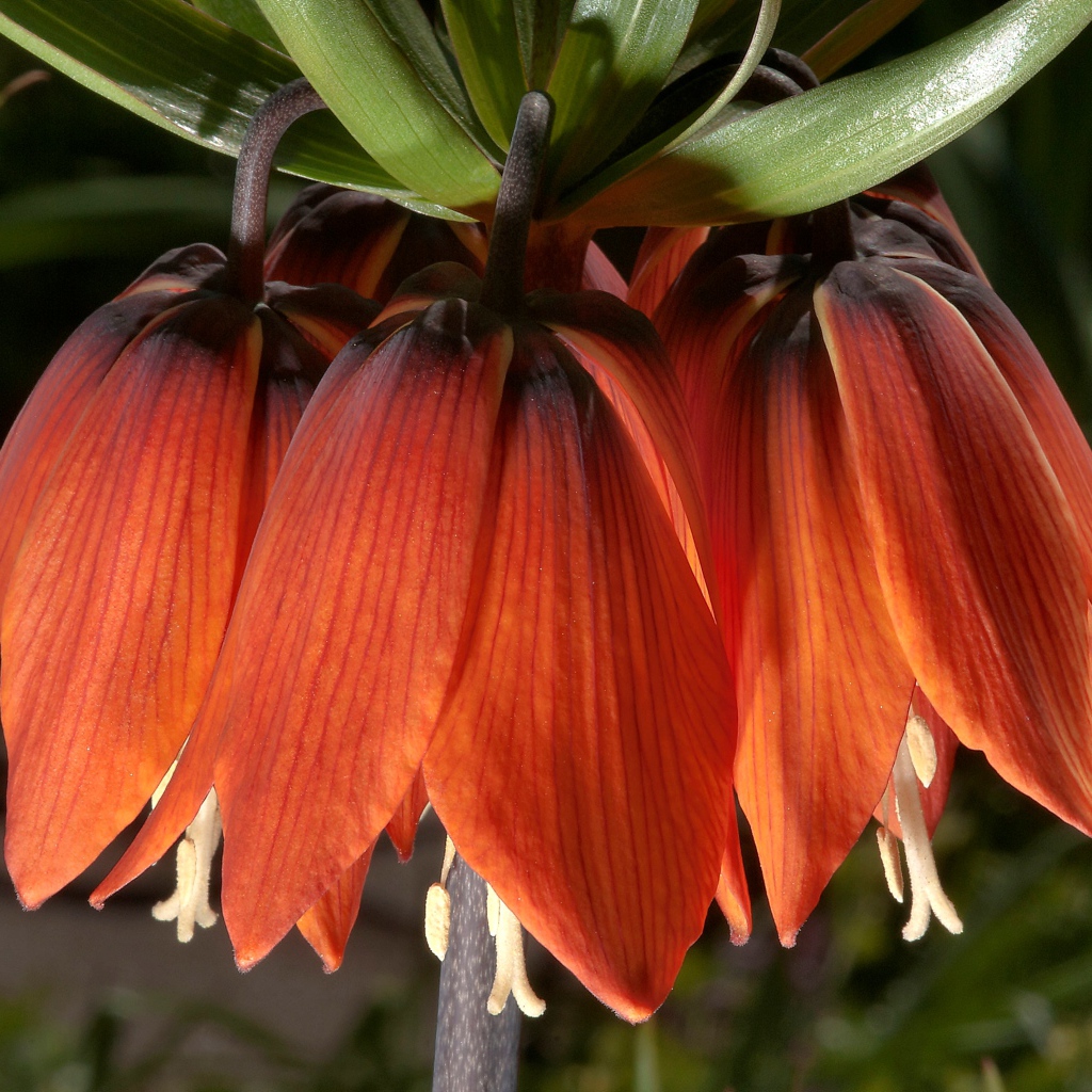 Оранжевые цветы рябчика крупным планом