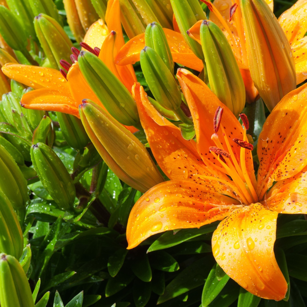 Оранжевые лилии с бутонами в каплях воды
