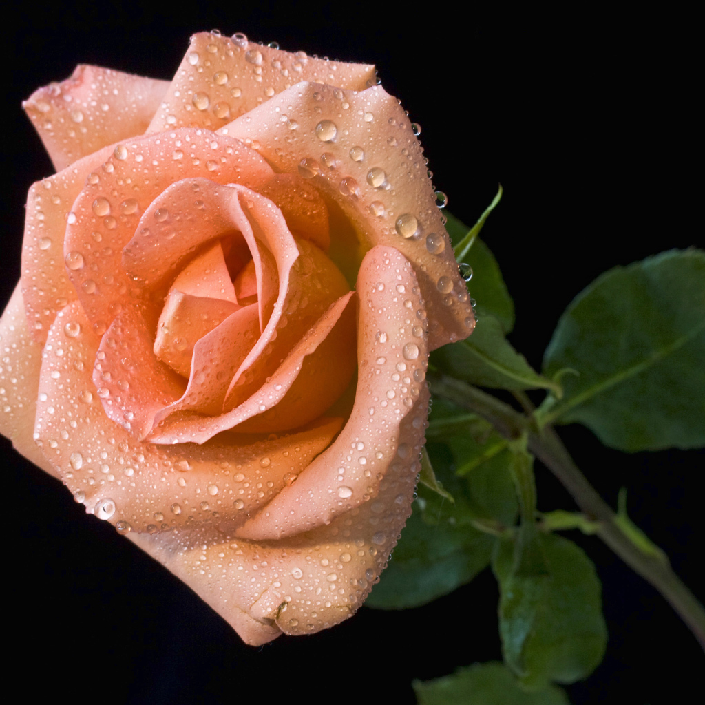 Оранжевый цветок розы в каплях росы на черном фоне