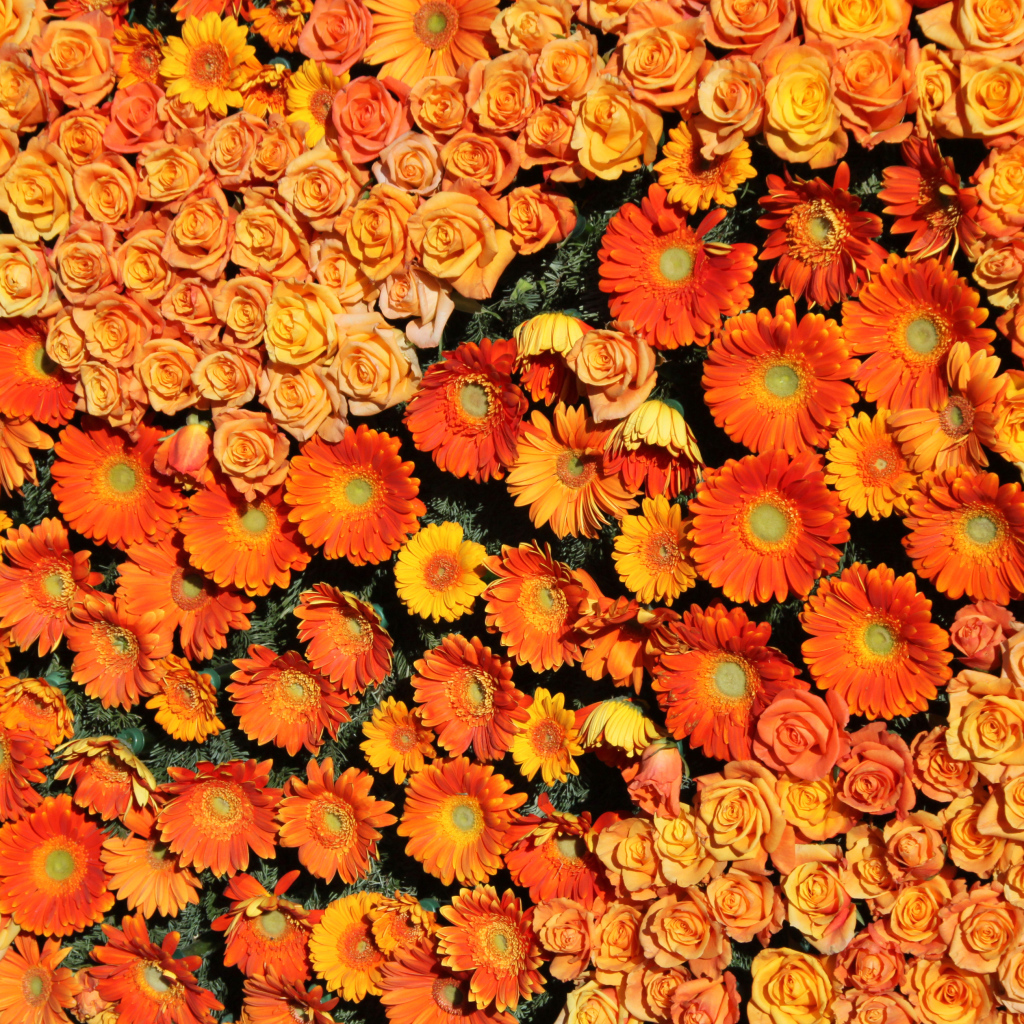 Оранжевые розы и герберы вид сверху