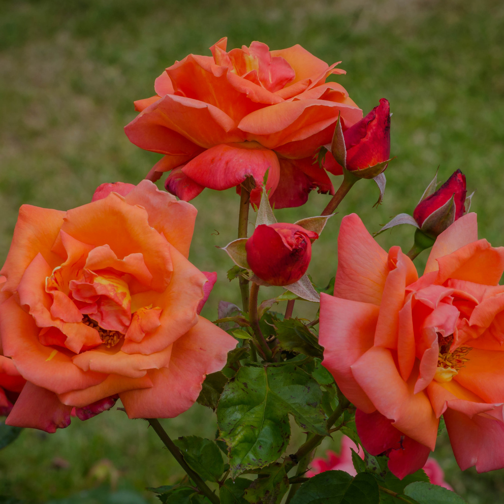 Оранжевые розы с бутонами на клумбе в саду