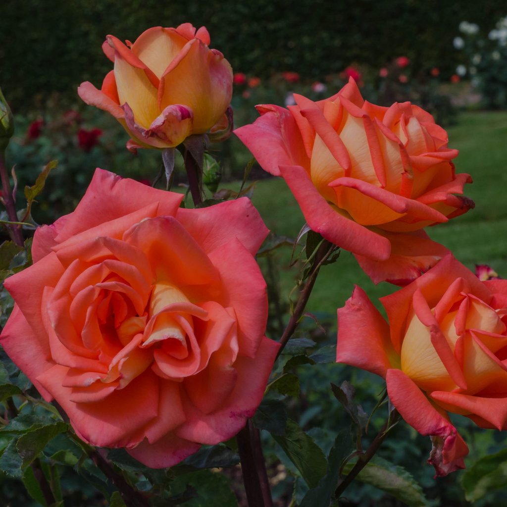 Оранжевые розы с бутонами на клумбе крупным планом