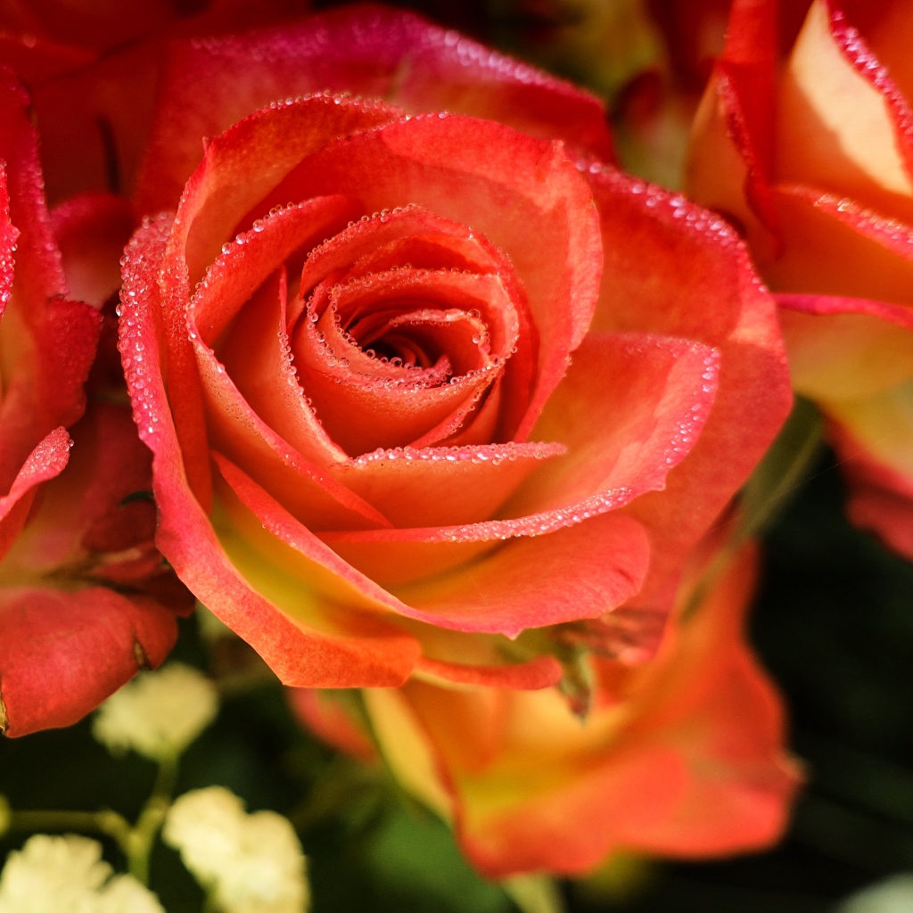 Оранжевые розы с росой на лепестках крупным планом