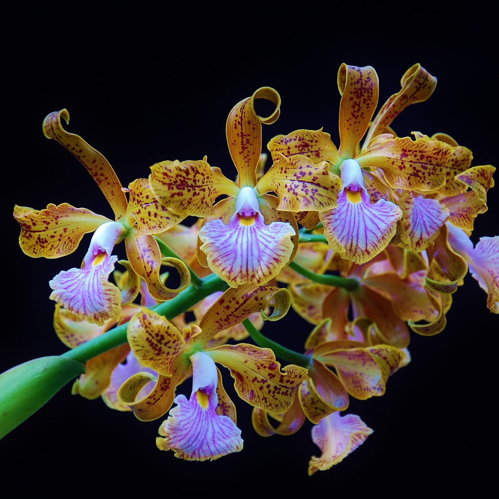Оранжевые тигровые орхидеи на черном фоне
