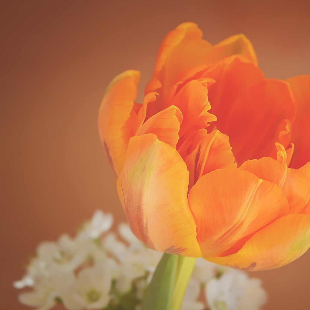 Оранжевый тюльпан крупным планом