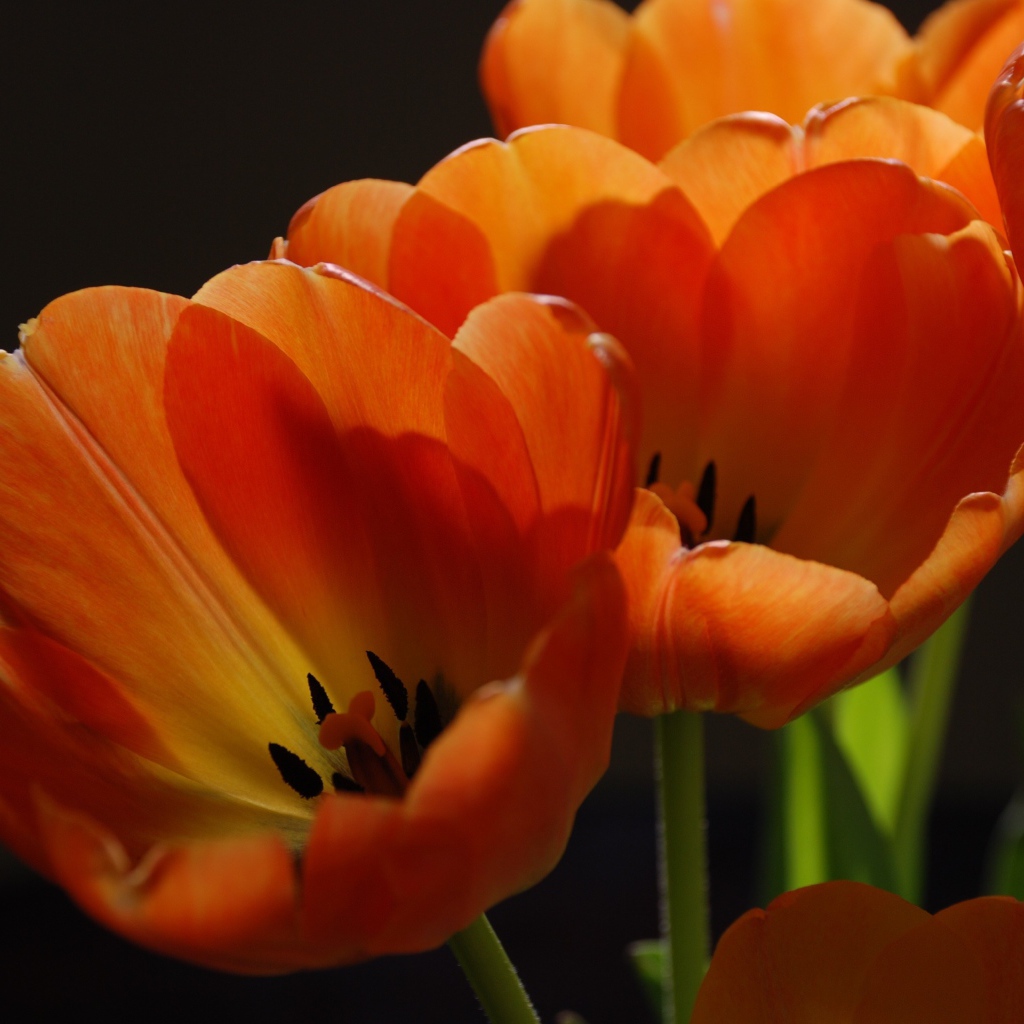 Оранжевые тюльпаны крупным планом