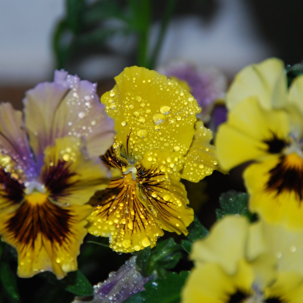 Цветы анютины глазки в каплях росы