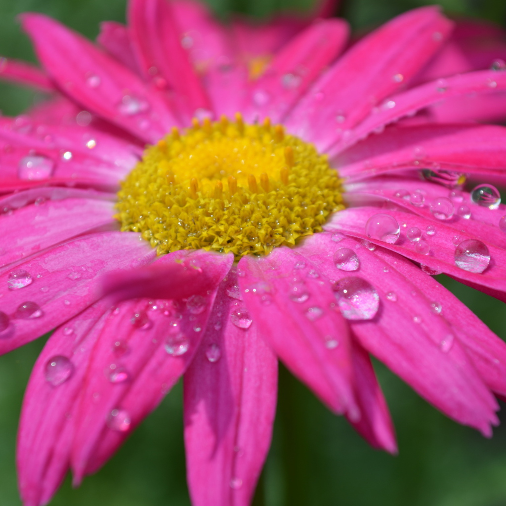 Розовый цветок эхинацеи в каплях дождя