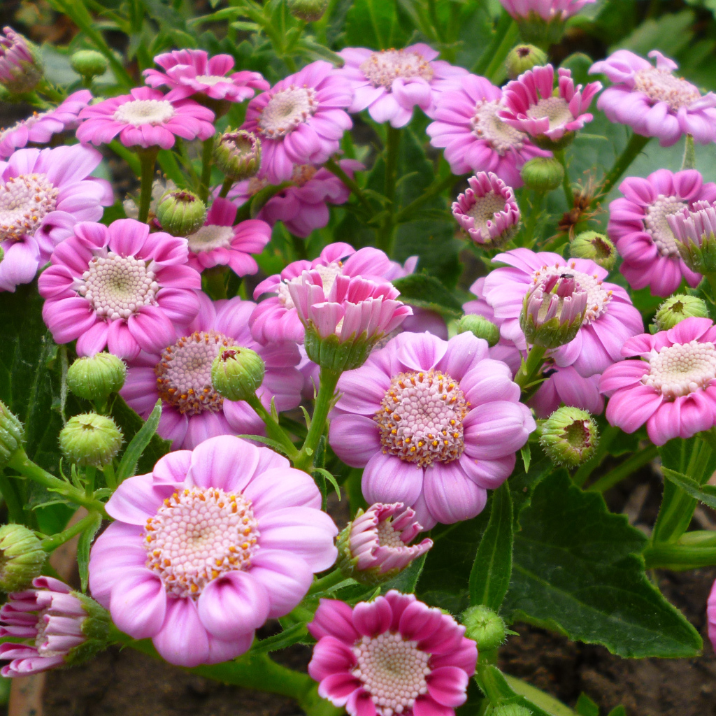 Розовые садовые цветы цинерария