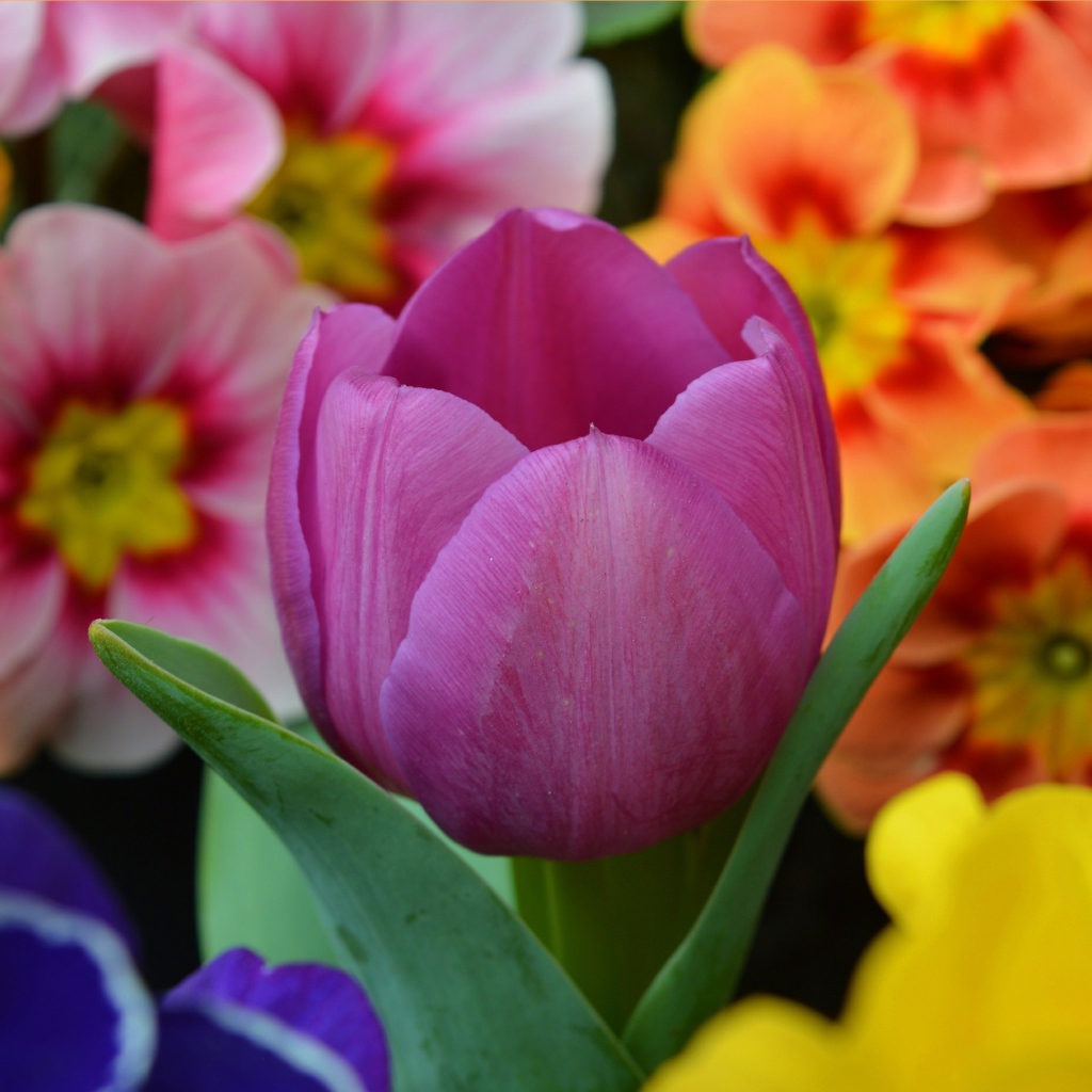 Цветок розового тюльпана среди цветок примулы