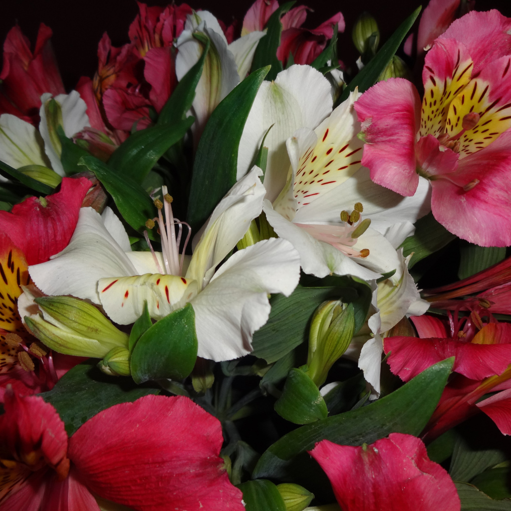 Розовые и белые цветы альстромерия крупным планом