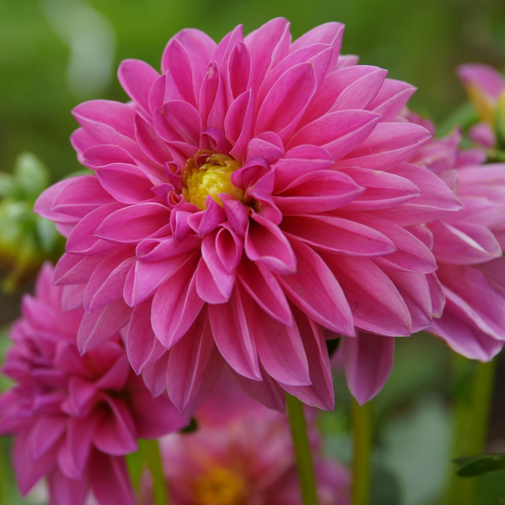 Розовые красивые цветы георгина крупным планом