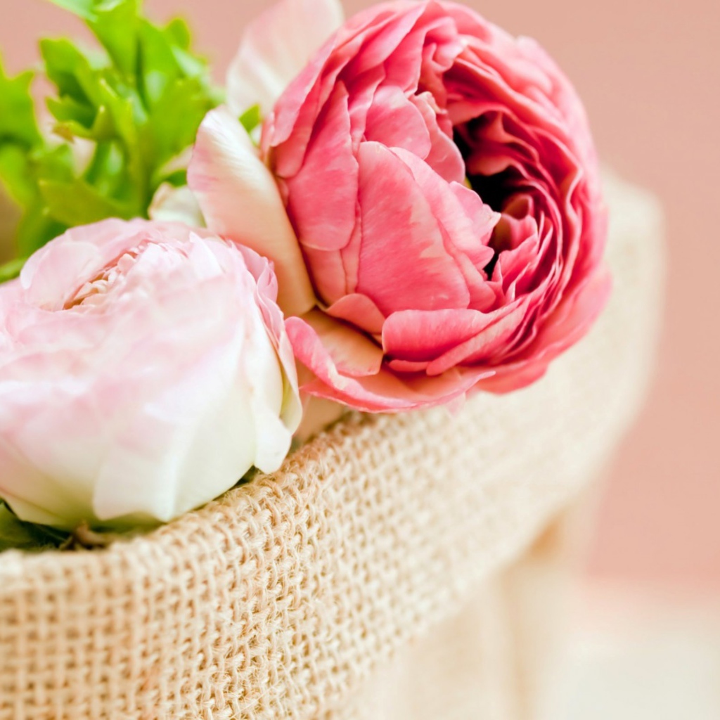 Pink buttercup flowers in a basket on a pink background