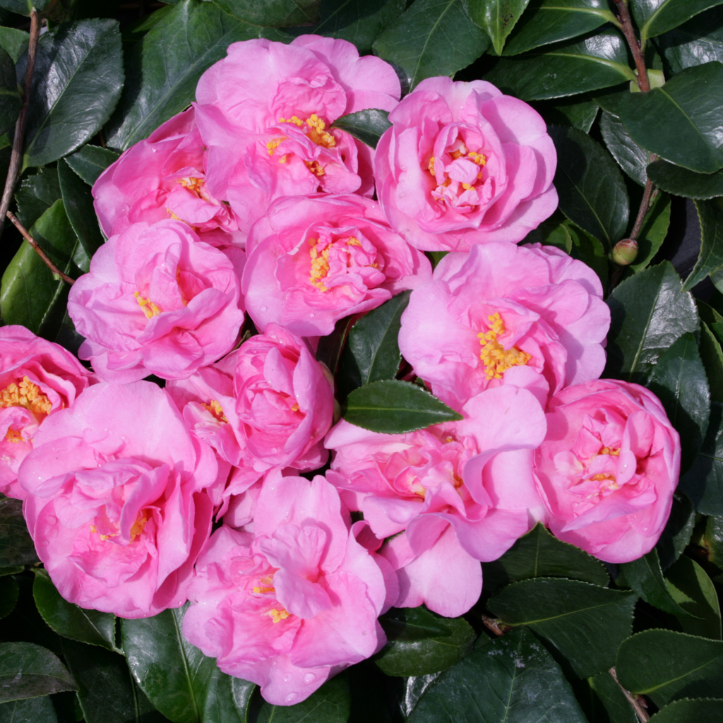 Розовые цветы камелии в зеленых листьях