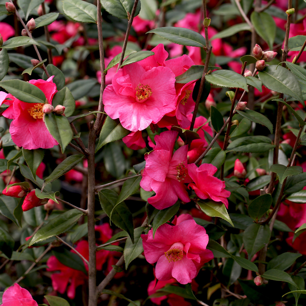 Розовые цветы камелии на ветке