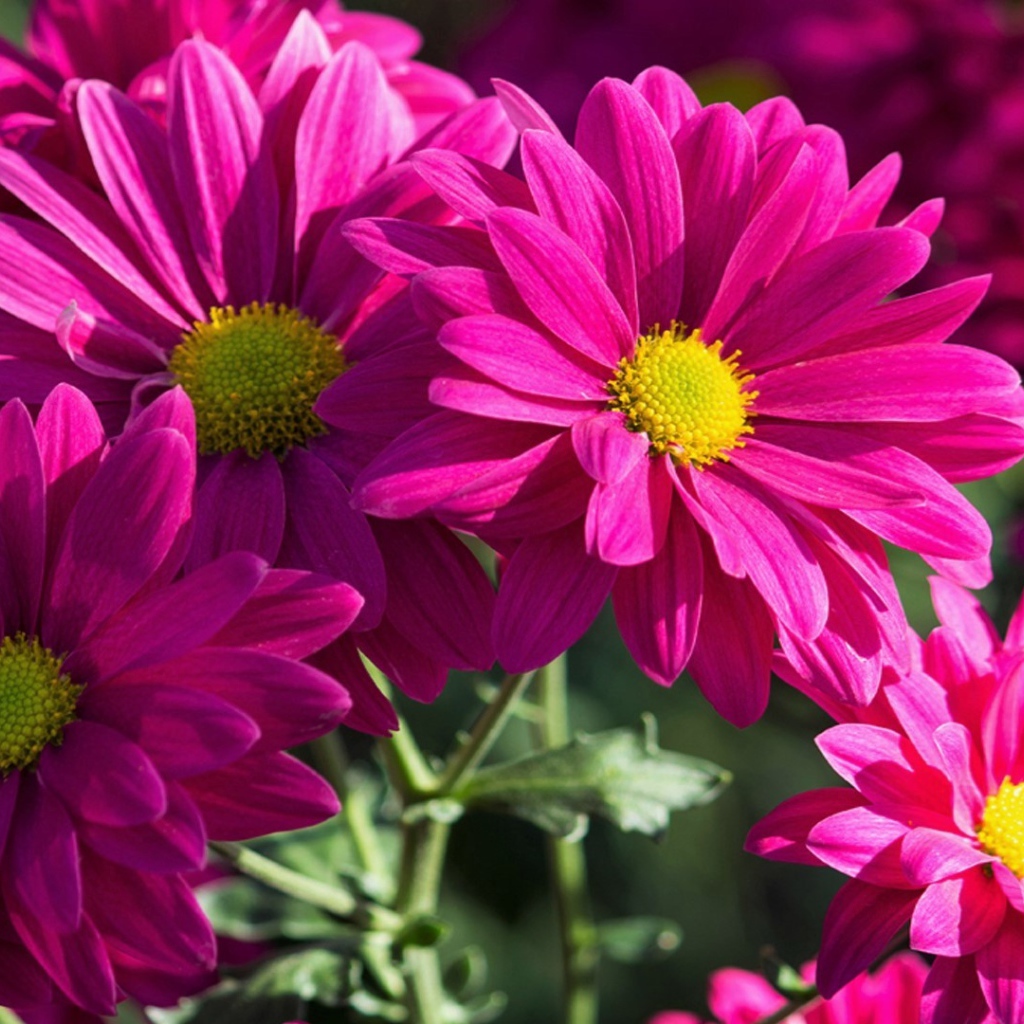 Розовые хризантемы крупным планом 