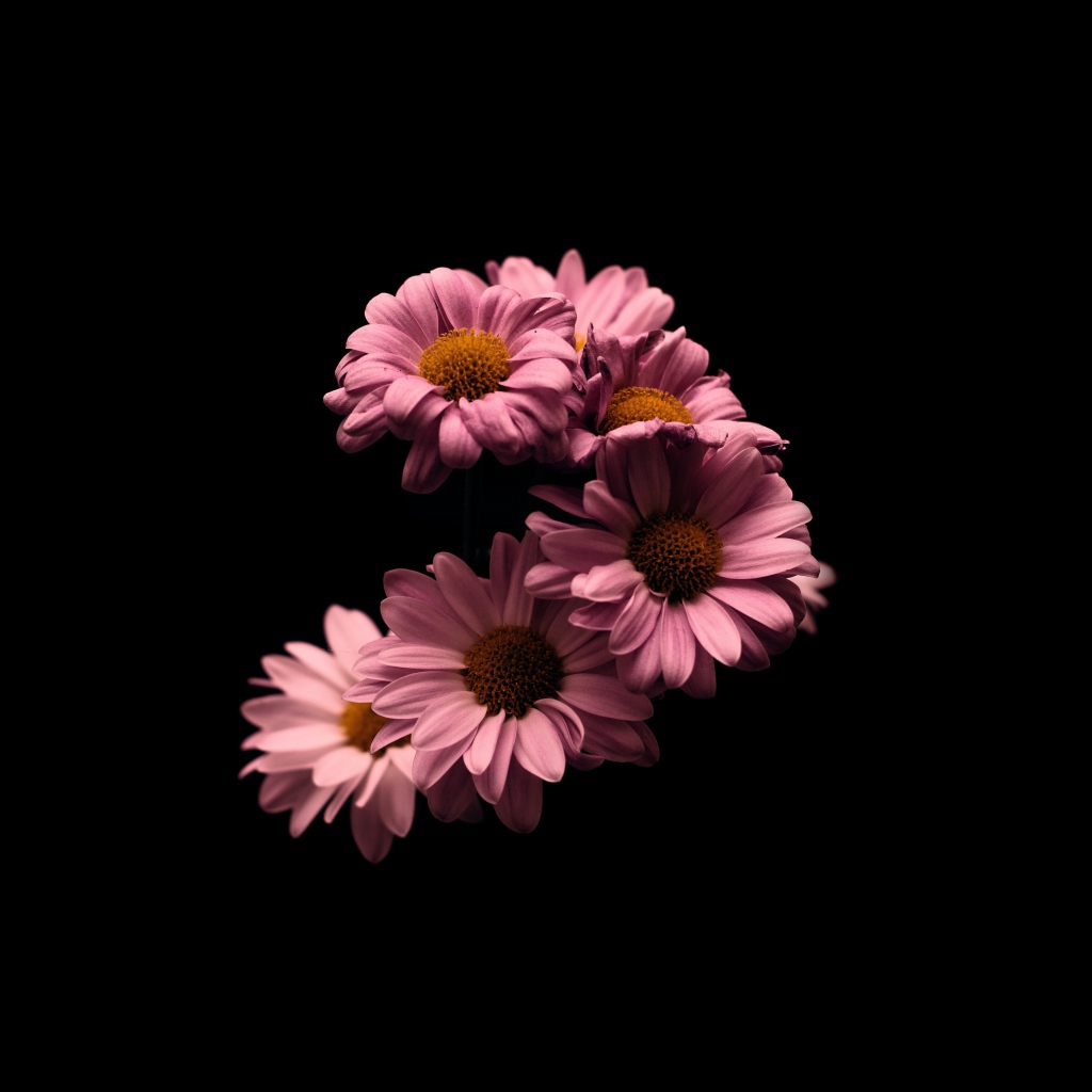 Розовые цветы хризантемы на черном фоне